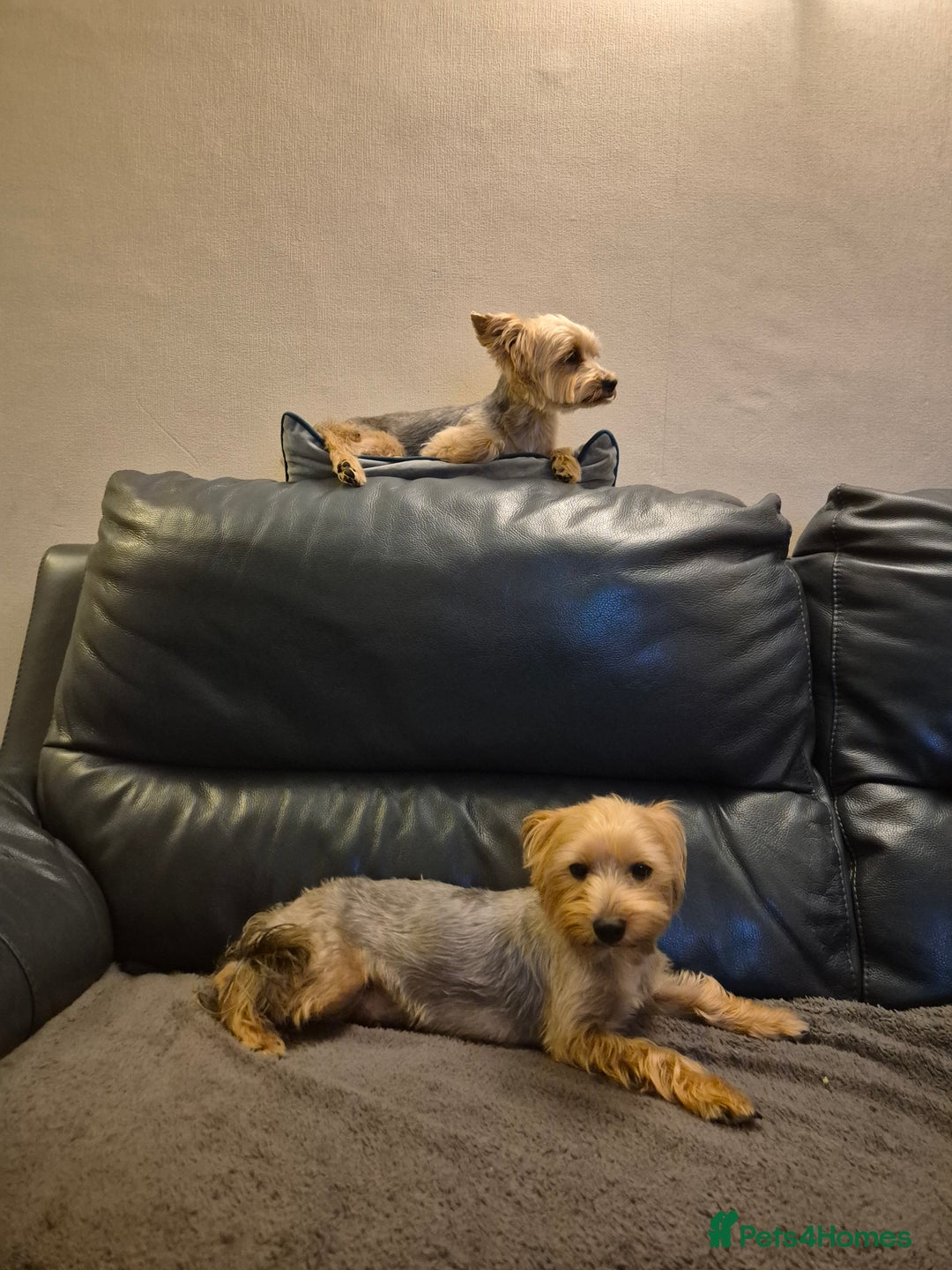Yorkshire Terrier dogs for sale: Yorkshire terrier pappy for sale - Image 6