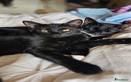 British Shorthair cats for sale: Kittens ready for their forever homes 💕 - Image 7