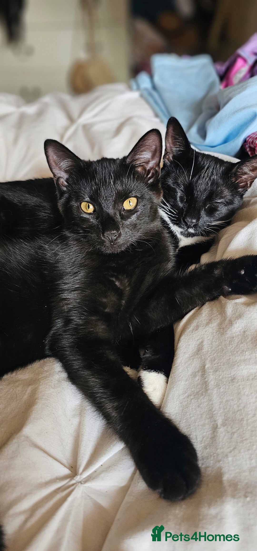 British Shorthair cats for sale: Kittens ready for their forever homes 💕 - Image 7