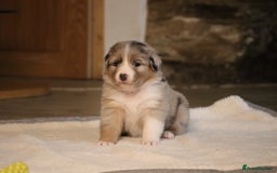 Australian Shepherd dogs for sale: Australian Shepherd Puppies  - Image 14