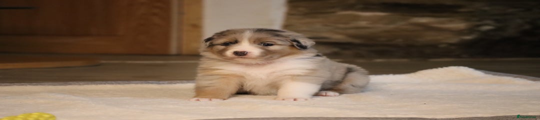 Australian Shepherd Puppy 4