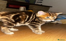 Maine Coon cats for sale: Maine coon x for sale - Advert 11