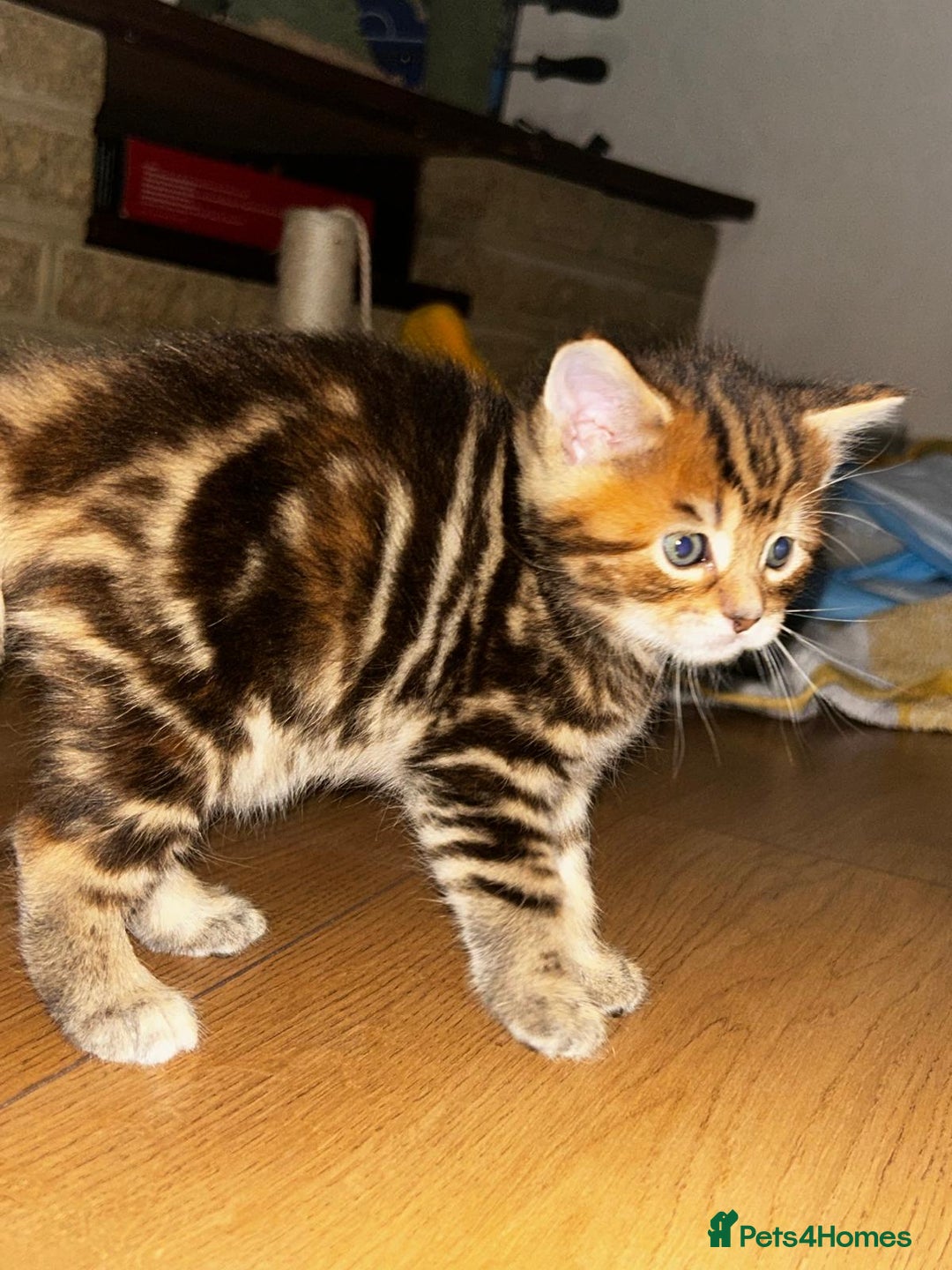 Maine Coon cats for sale: Maine coon x for sale - Advert 11