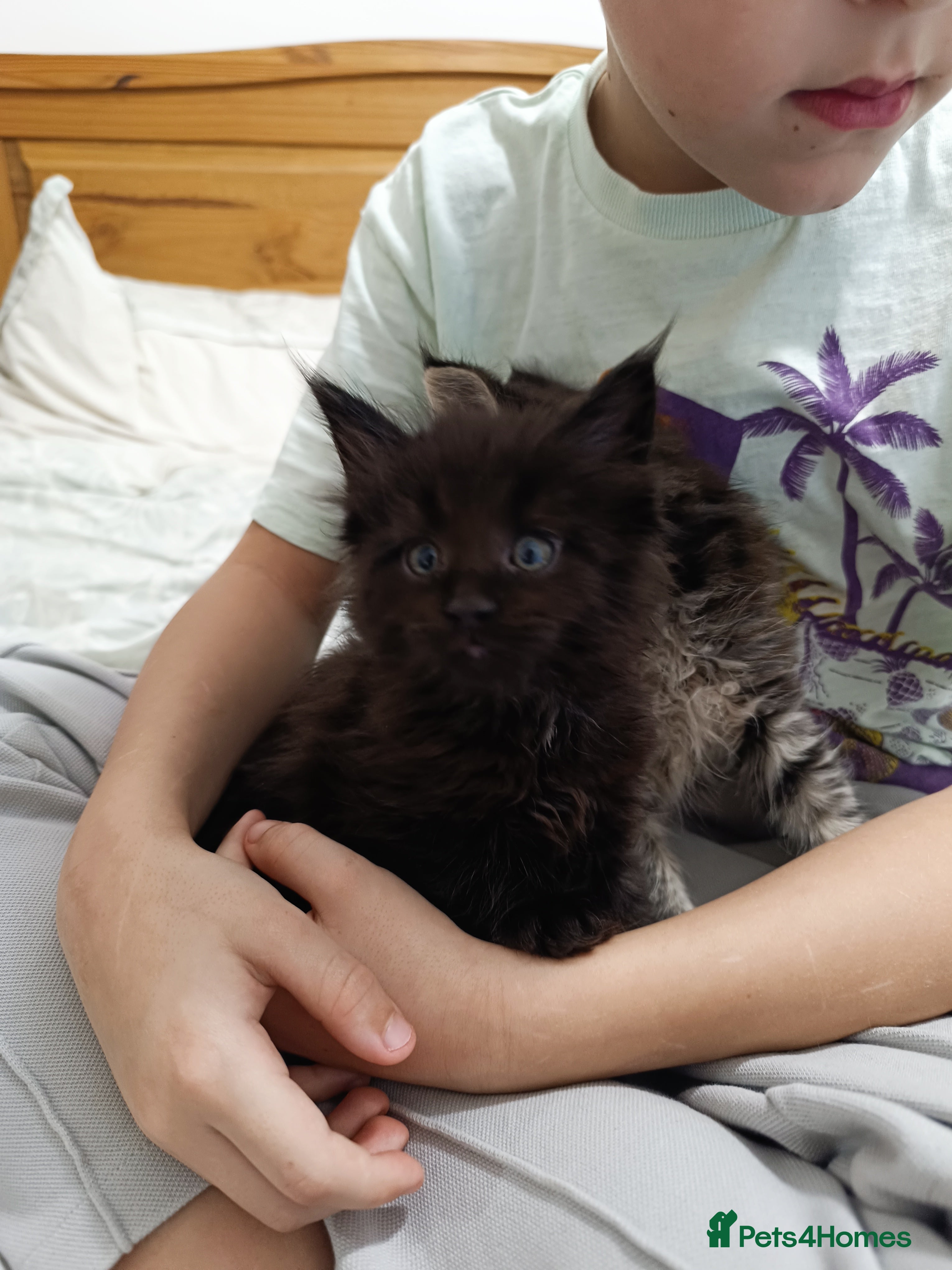 Maine Coon cats Maine Coon kittens boy and girl  - Advert 6