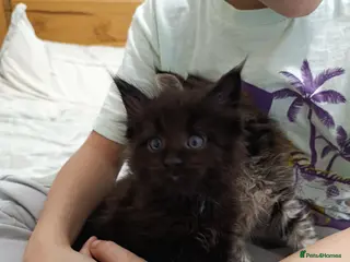 Maine Coon cats Maine Coon kittens boy and girl - Advert 6