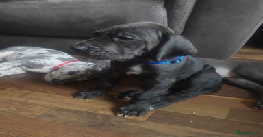 Great Dane dogs - Advert 11