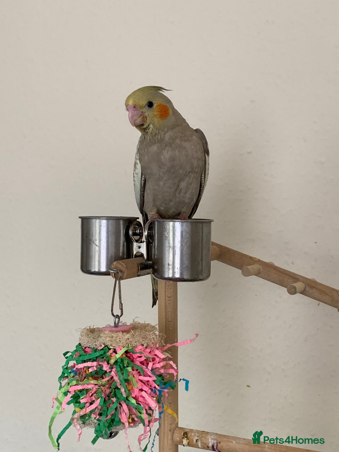 Cockatiels birds for sale: Hand Reared Cockatiel  - Image 4