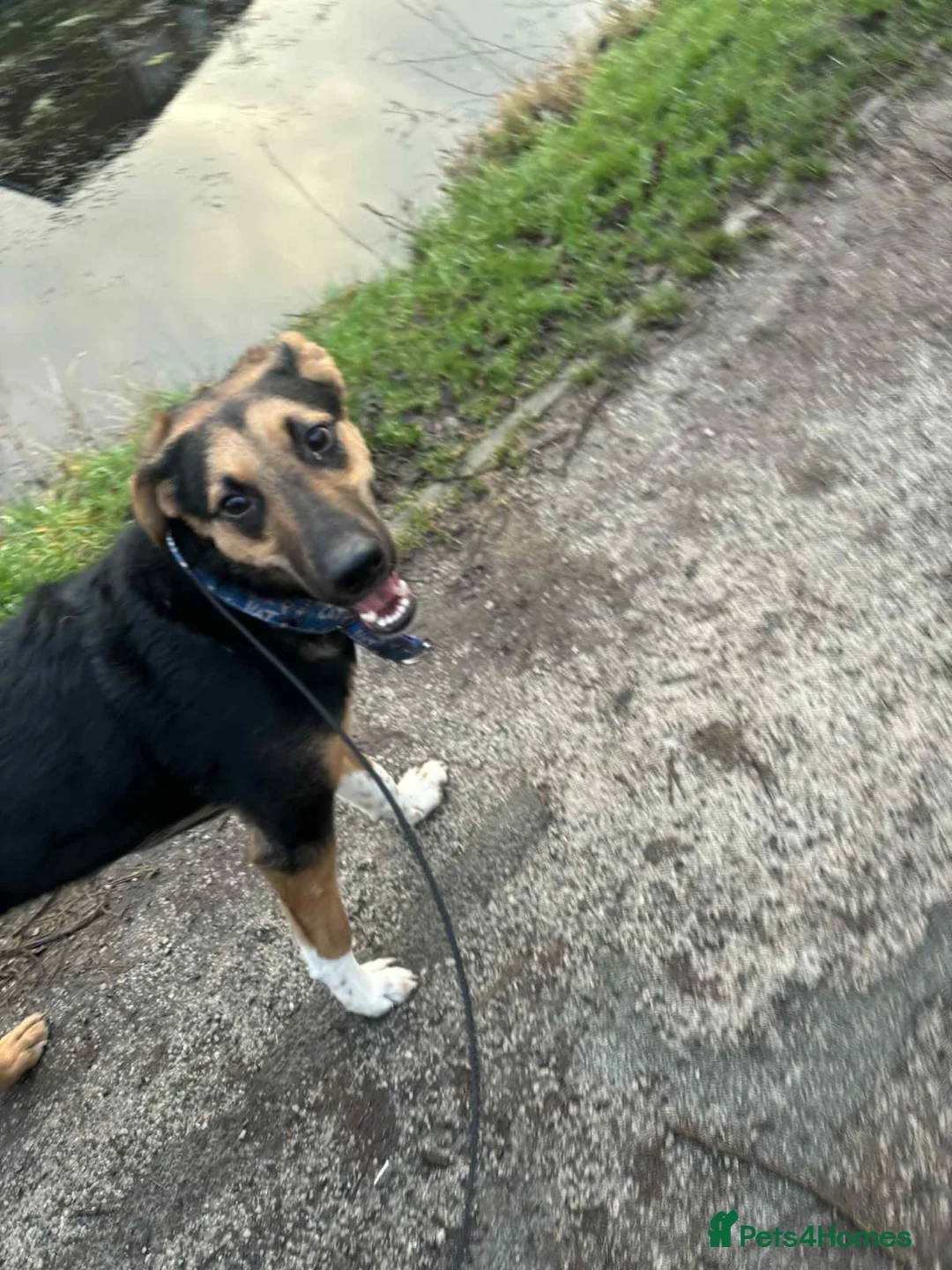 Mixed Breed dogs for adoption: 💙BRUNO💙Loyal Loving Overlooked 11 months old - Advert 12