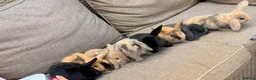 Mini Lop rabbits for sale: Gorgeous mini lop  bunnies  - Advert 1