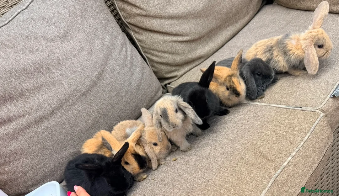 Mini Lop rabbits for sale: Gorgeous mini lop  bunnies  - Advert 1