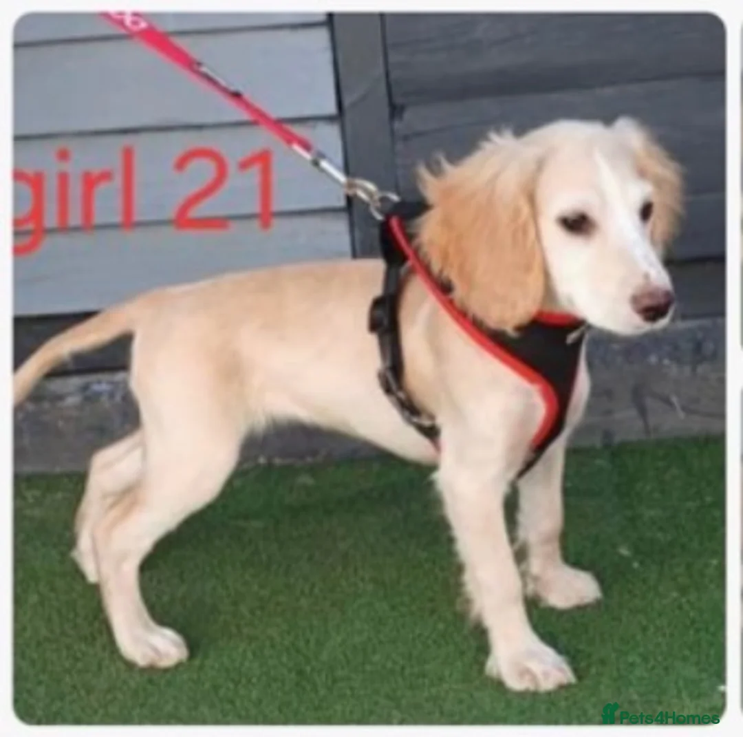 Cocker Spaniel dogs for sale: Female cocker spaniel  - Advert 4