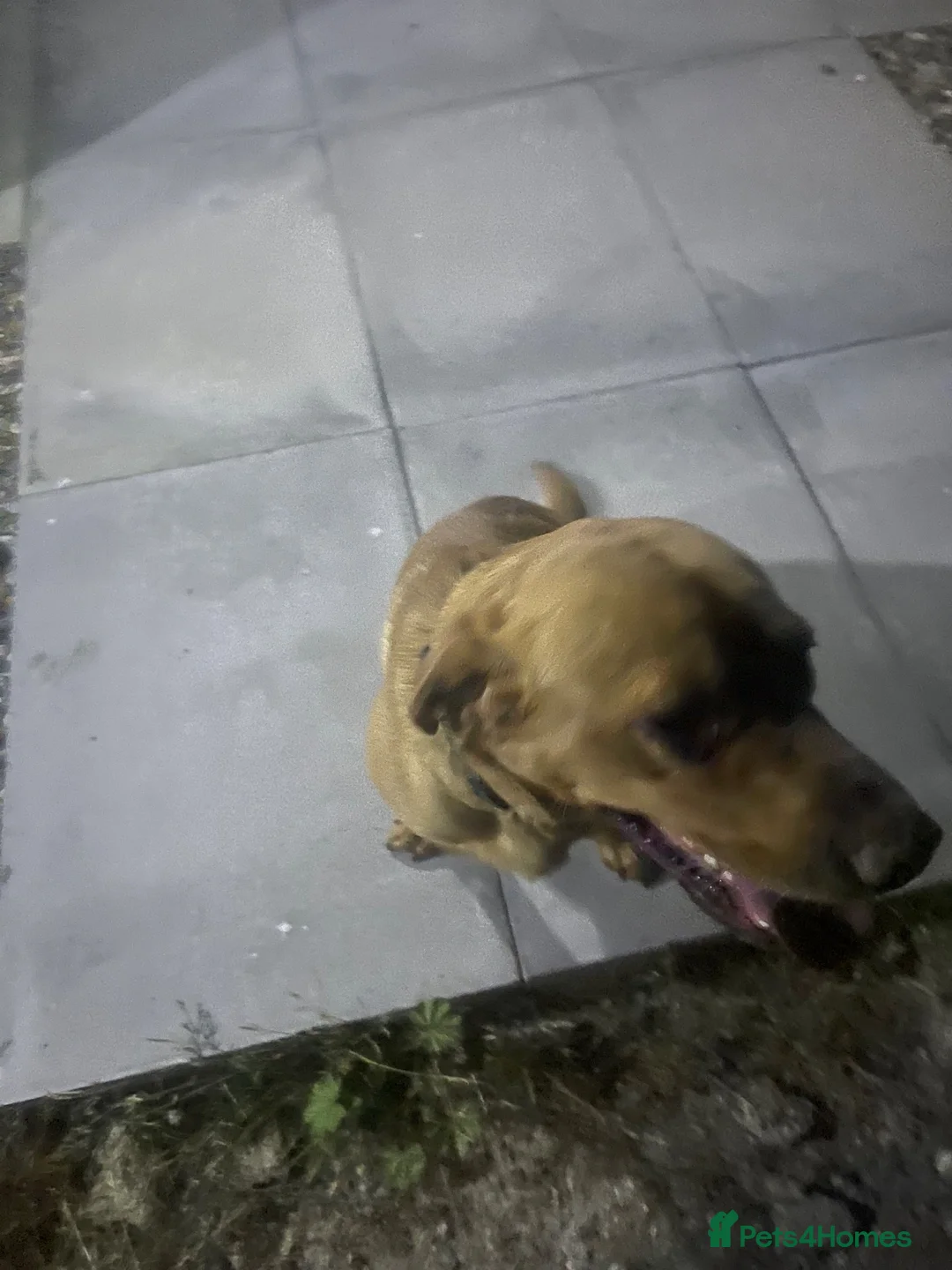 Labrador Retriever dogs for sale: Gorgeous foxred Labrador  - Advert 10