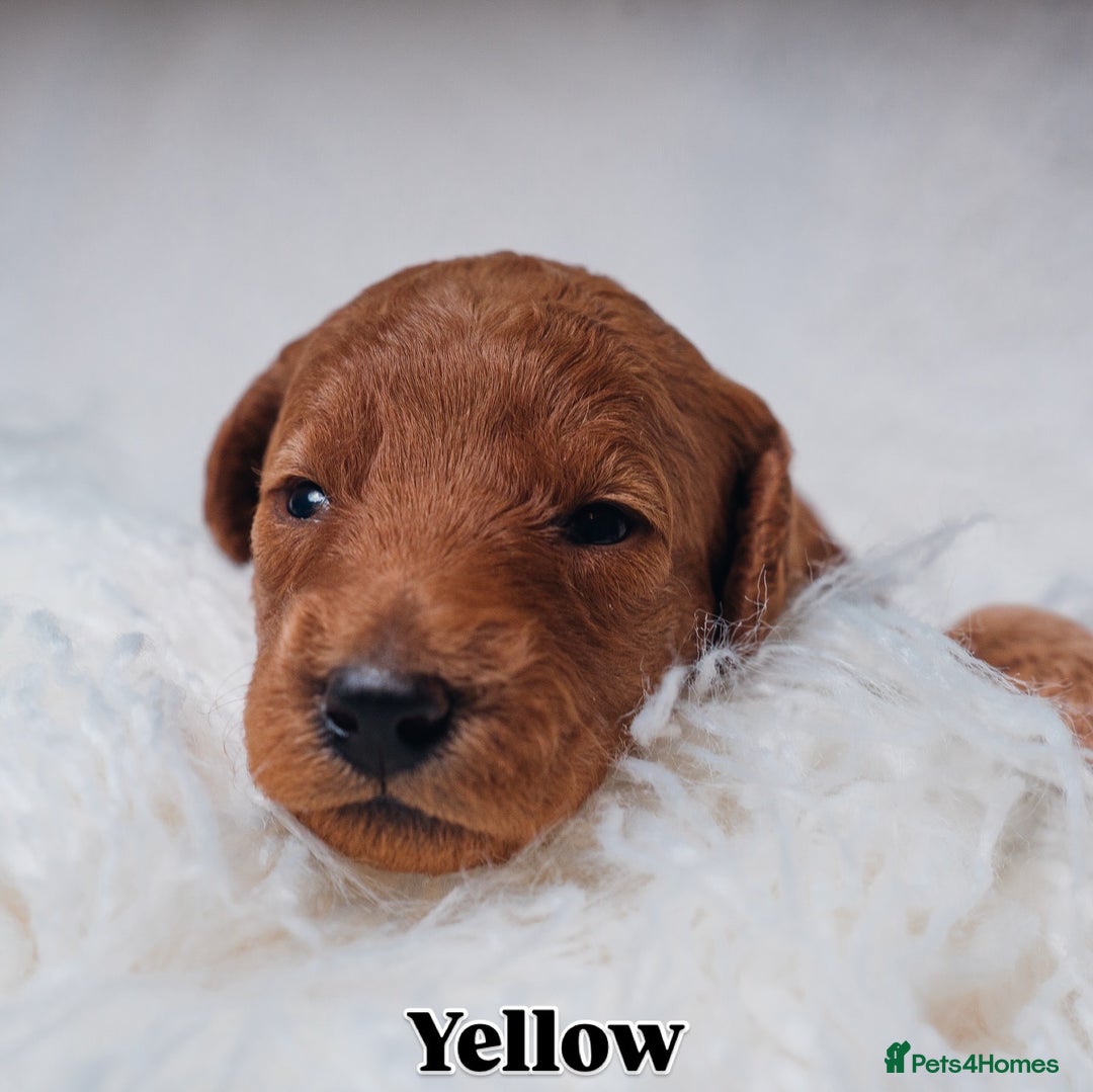 Labradoodle dogs for sale: F2B Labradoodle Puppies – Red & Apricot - Advert 31