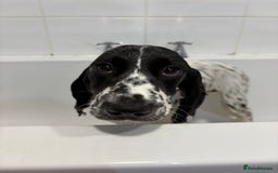 Cocker Spaniel dogs for sale: Working Cocker Spaniel  - Image 14