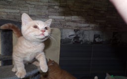 British Shorthair cats for sale: ** Joyful British Shorthair Kittens ** - Image 1