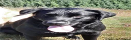 Labrador Retriever dogs for sale: Fittybank Working Labradors for sale - Advert 3