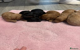 Jackapoo dogs for sale: Beautiful litter of 6 F1B Jackapoos - Image 2