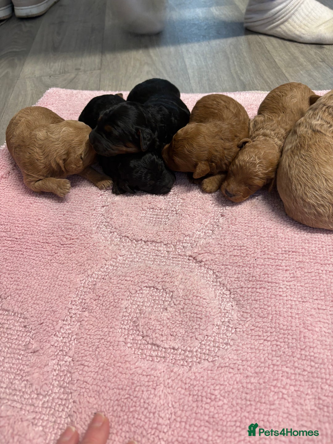 Jackapoo dogs for sale: Beautiful litter of 6 F1B Jackapoos - Image 2