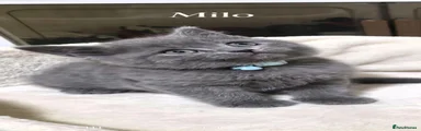 Milo