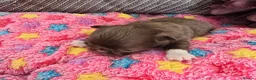 Chihuahua dogs for sale: Xx stunning Quality Kc chocolate litter Xx - Advert 17