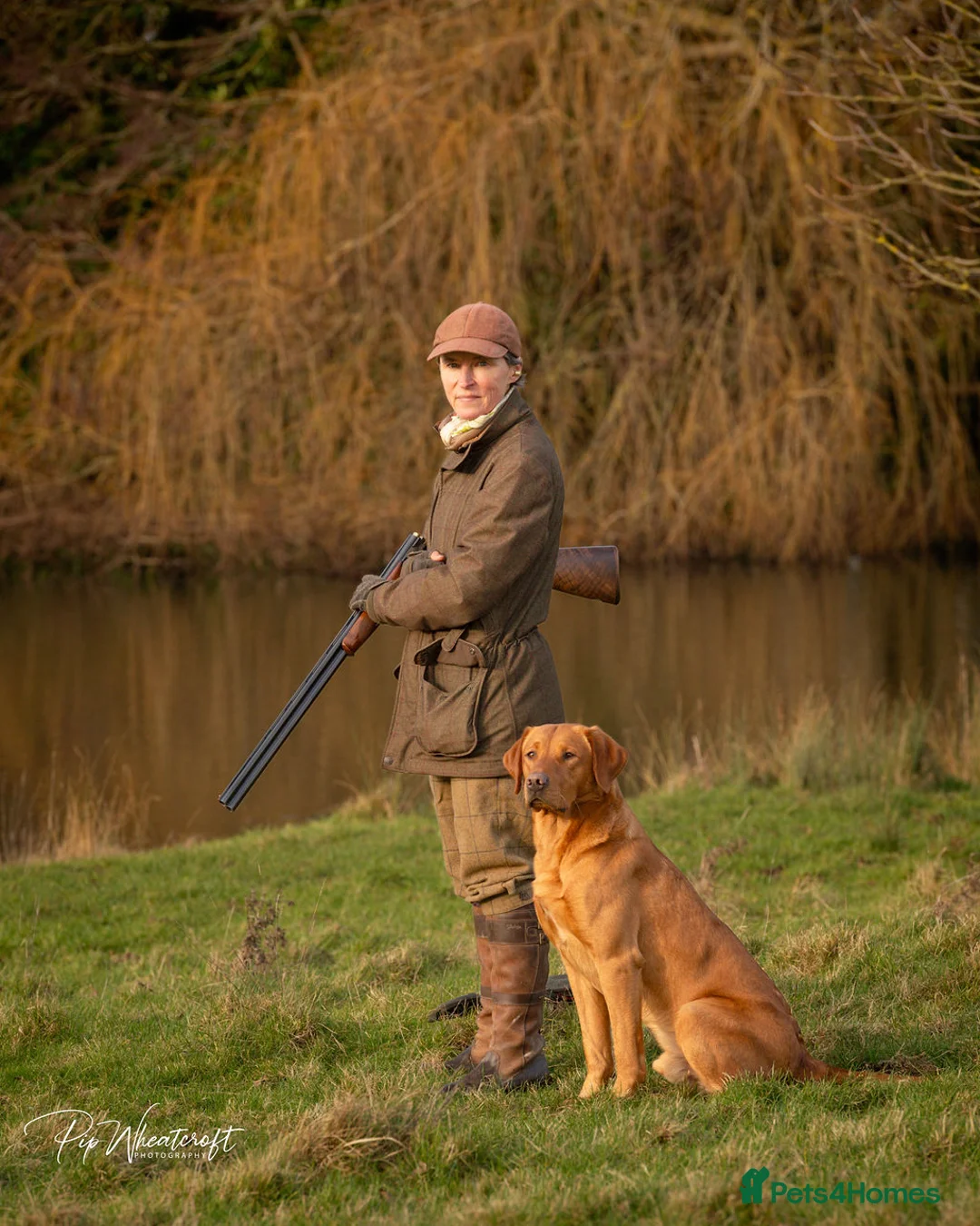 Labrador Retriever dogs for sale: KC Fox Red Labrador Pups FTCH Sire - Health Tested - Advert 22