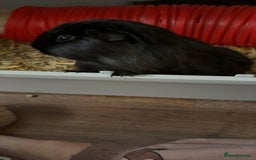 Guinea Pig rodents for sale: Three guinea pigs for sale  - Image 3