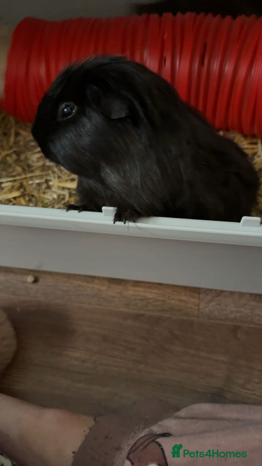 Guinea Pig rodents for sale: Three guinea pigs for sale  - Image 3