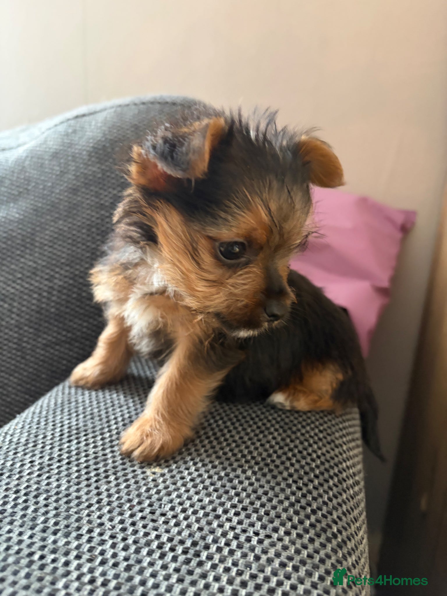 Yorkshire Terrier dogs 1 gorgeous boy left looking for his forever home - Advert 1