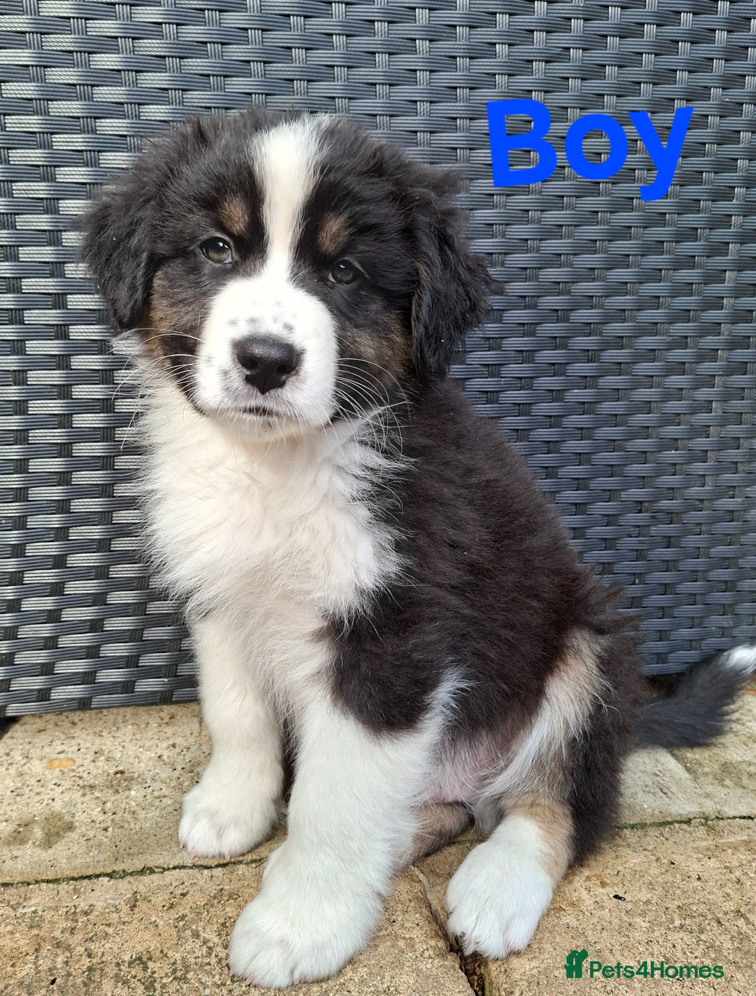 Australian Shepherd dogs ​🐾 Beautiful Australian Shepherd Puppies 🐾 - Advert 4