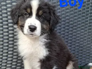 Australian Shepherd dogs 🐾 Beautiful Australian Shepherd Puppies 🐾 - Advert 4