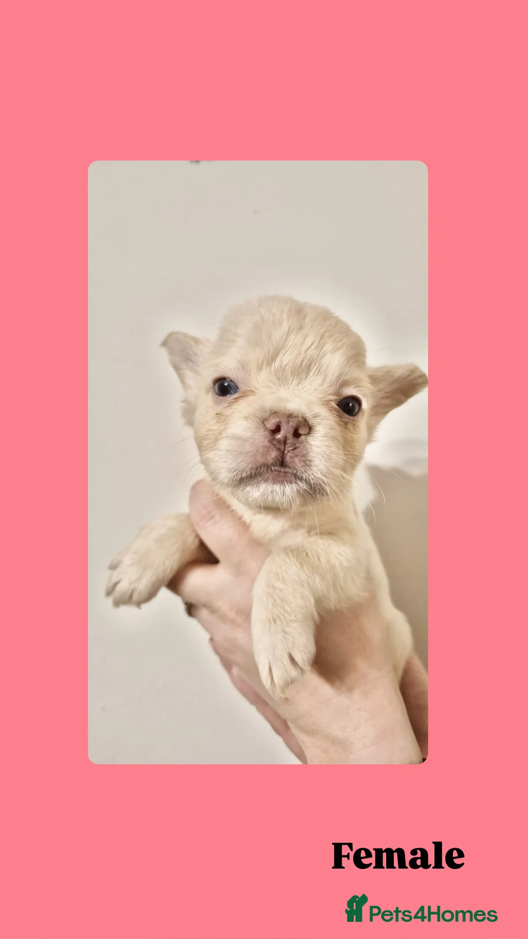 French Bulldog dogs for sale: French Bulldog Fluffy  - Advert 5