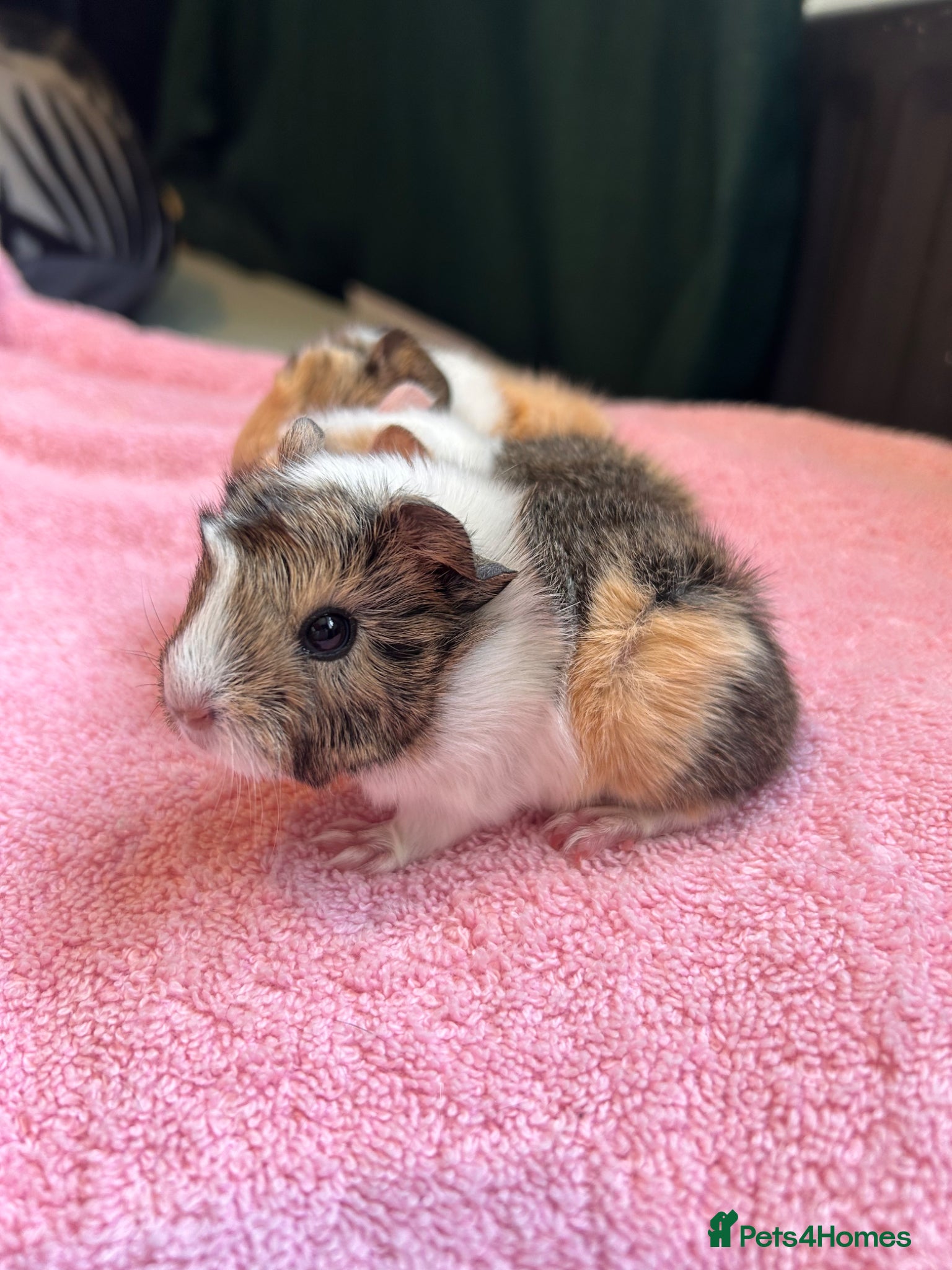 Guinea Pig rodents Peruvians and a jet black boar peruvian available - Advert 14