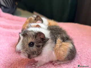 Guinea Pig rodents Peruvians and a jet black boar peruvian available - Advert 14