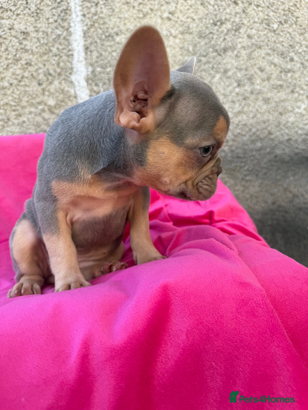 French Bulldog dogs for sale: 🔥READY TODAY Quality KC French Bulldog Puppies✨🔥 - Image 13