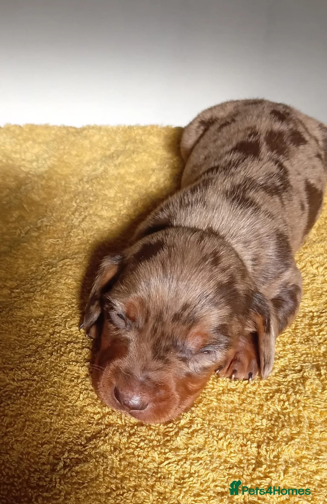 Miniature Dachshund dogs for sale: 🐶❤️Miniature Dachdhund Puppies 🐶❤️ - Advert 2