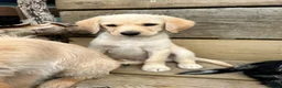 Labradoodle dogs for sale: Toy Labradoodle Puppies - Ready Now!  - Advert 3