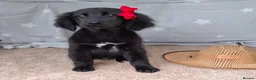 Mixed Breed dogs for sale: Health tested Flatcoat x golden retriever puppies. - Advert 6