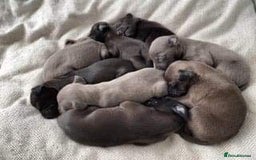 Whippet dogs for stud: BLUE PEDIGREE KC REGISTERED WHIPPET AT STUD in Salisbury - Image 10