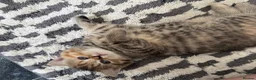 British Shorthair cats for sale: Cutest bsh babies 🤍🦋🤍  - Advert 21