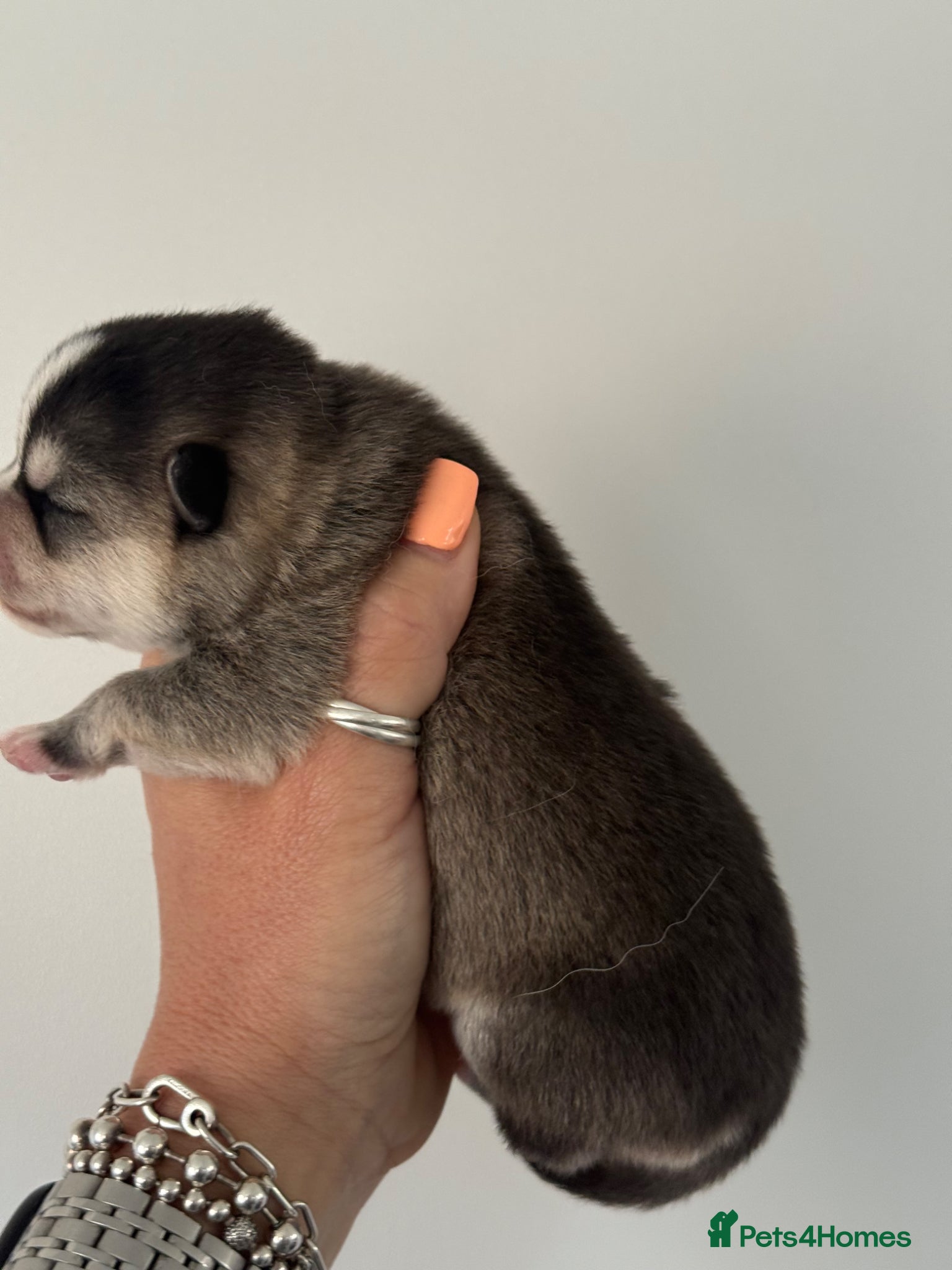 Pomsky dogs Stunning F1B Pomsky’s - Advert 2