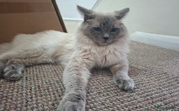 Ragdoll cats for sale: *RAGDOLL Male for sale* - Image 2