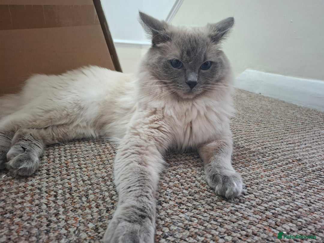 Ragdoll cats for sale: *RAGDOLL Male for sale* - Image 2