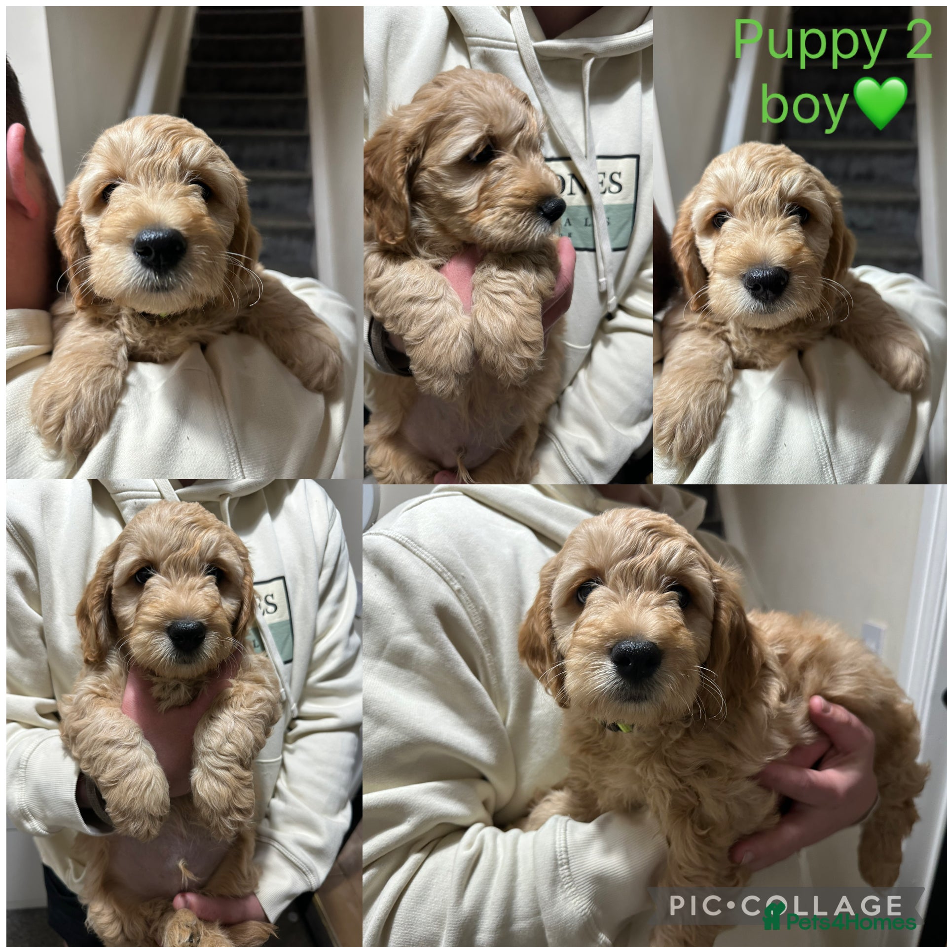 Goldendoodle dogs F1 Mini goldendoodles *ready to go* - Advert 3