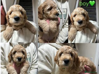 Goldendoodle dogs F1 Mini goldendoodles *ready to go* - Advert 5