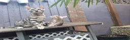 Bengal cats for sale: Outstanding Bengal Kittens TICA - Advert 6