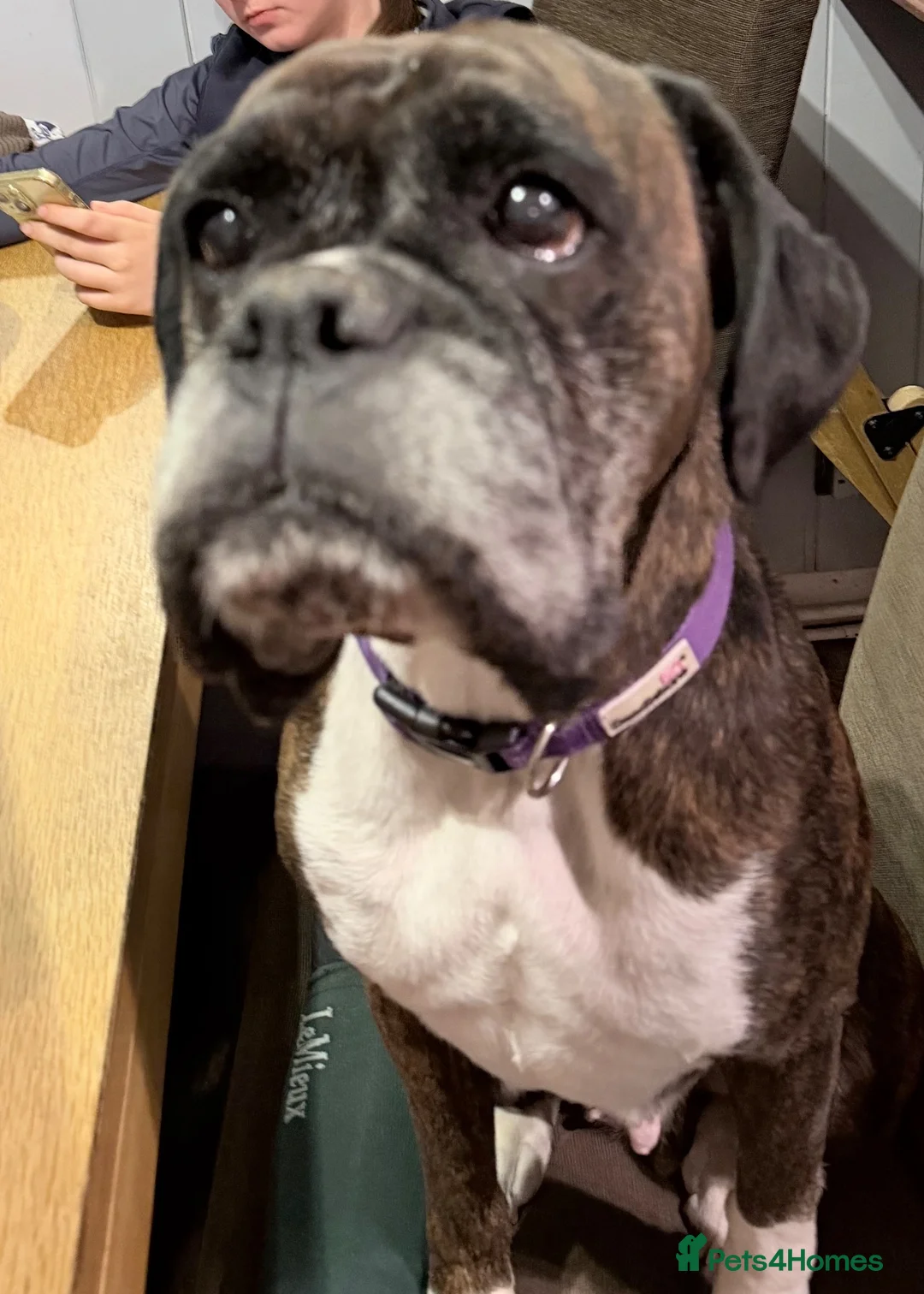 Boxer dogs for sale: Beautiful pedigree male Boxer - Advert 7