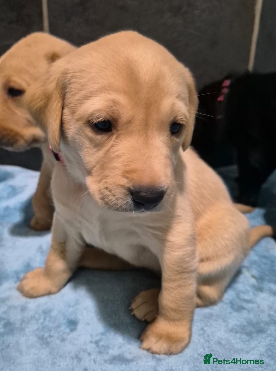 Labrador Retriever dogs for sale: Labrador retriver black and fox red puppies - Advert 5