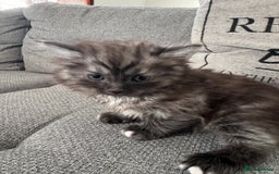 Ragdoll cats for sale: Ragdoll x kittens - Image 5