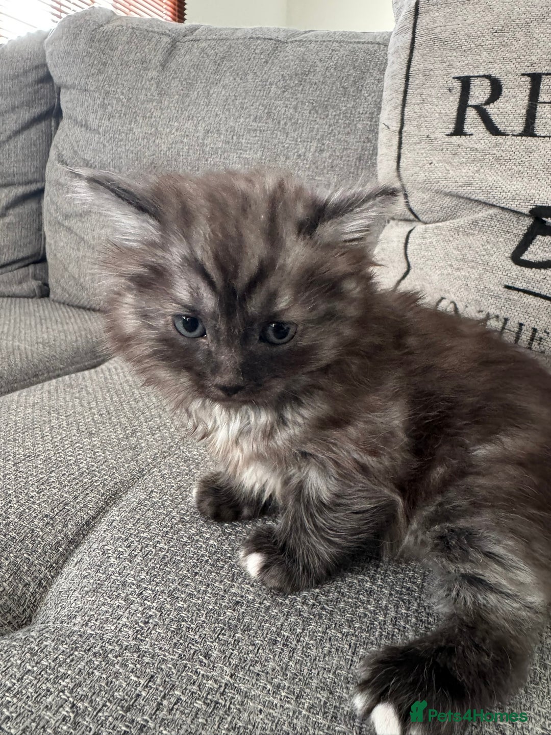Ragdoll cats for sale: Ragdoll x kittens - Image 5