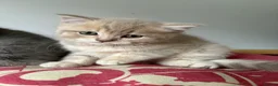 British Shorthair cats for sale: British shorthair kittens for sale - Advert 9